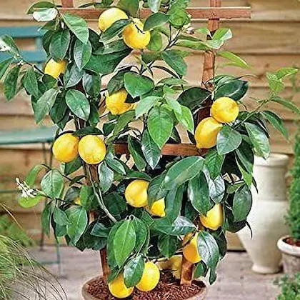 Hybrid Lemon Plant