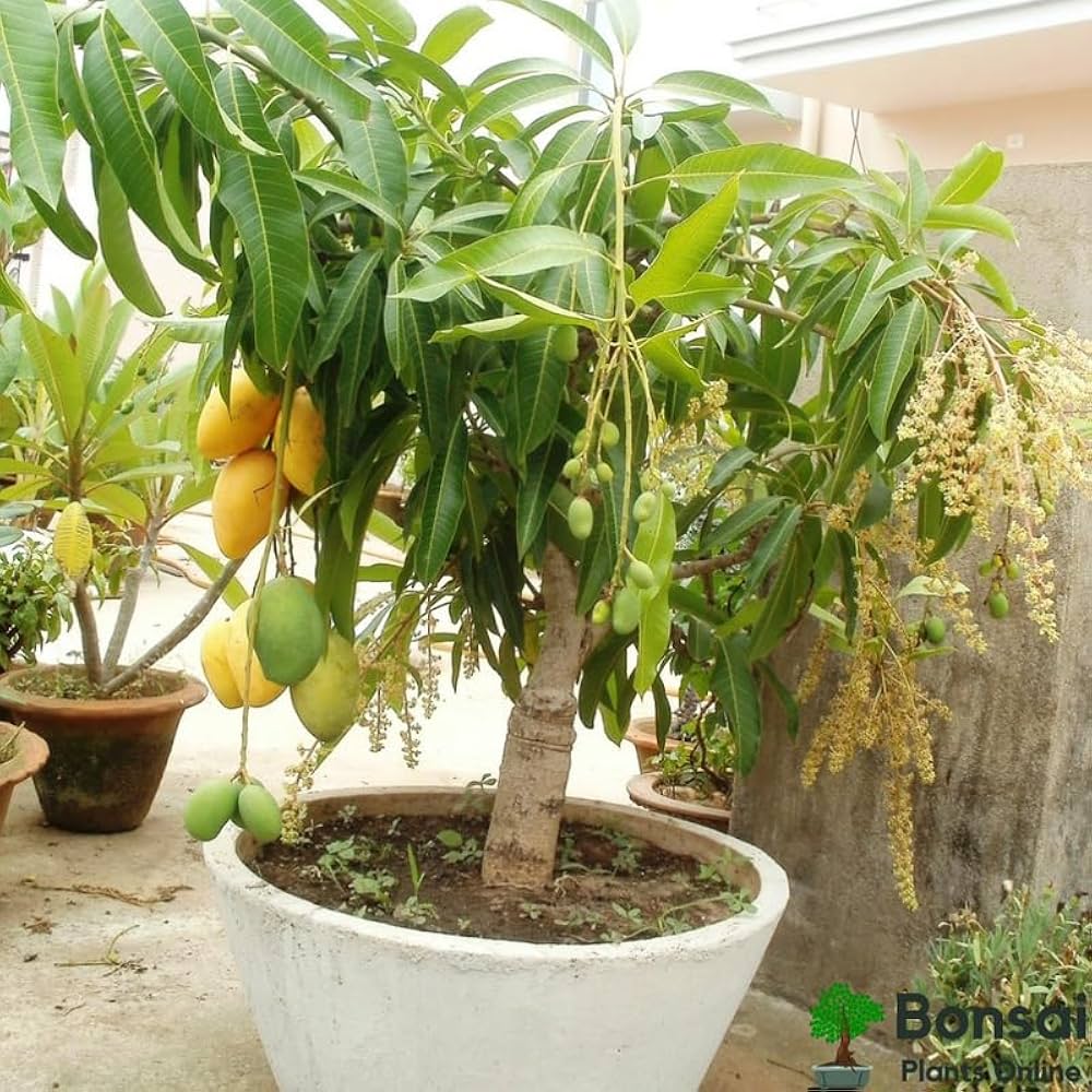 Hybrid Mango Plant
