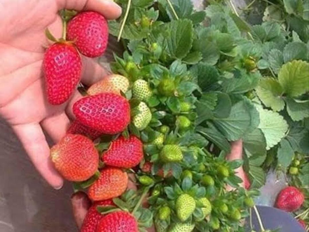 Strawberry (Sweet Charlie / Winter Dawn)