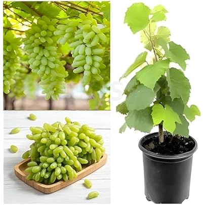 Grapes (Thompson / Sharad Seedless)