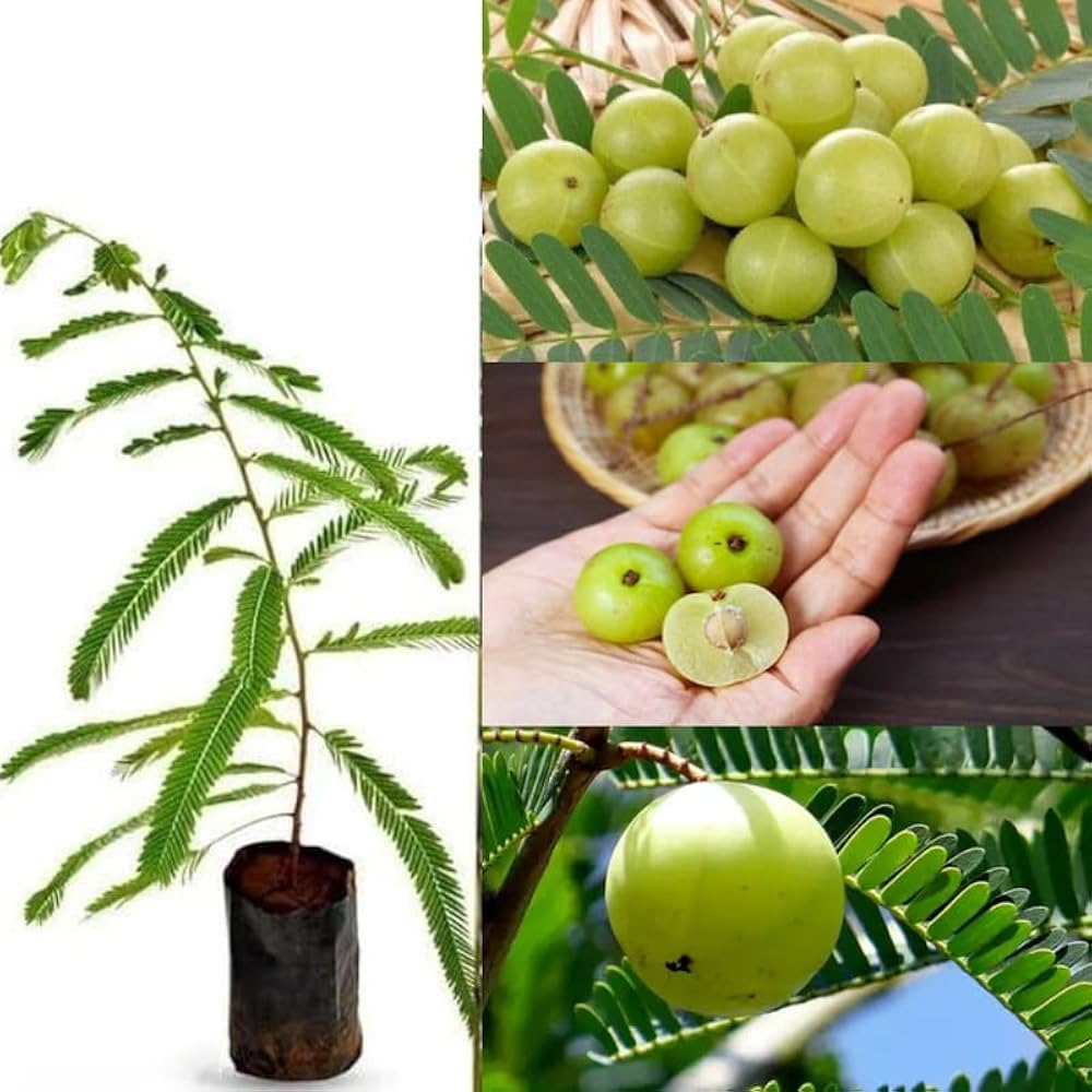 Amla (Indian Gooseberry / NA-7 Hybrid)