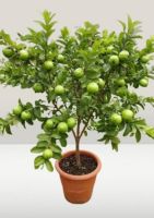 Guava (Allahabad Safeda / Red Hybrid)